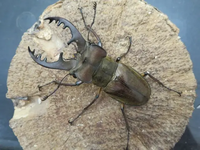 天然ミヤマクワガタ（福岡県福津市）63ミリ