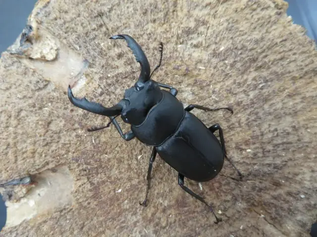 アマミシカクワガタ45ミリ