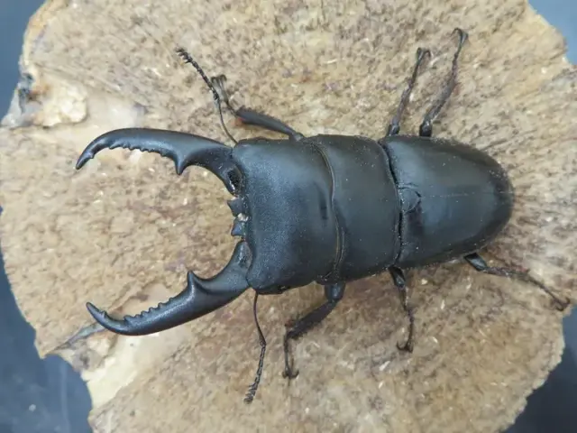 天然ヒラタクワガタ（福岡県うきは市）67ミリ