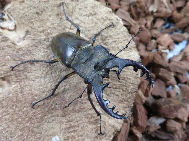 天然ミヤマクワガタ（熊本県産）68ミリ