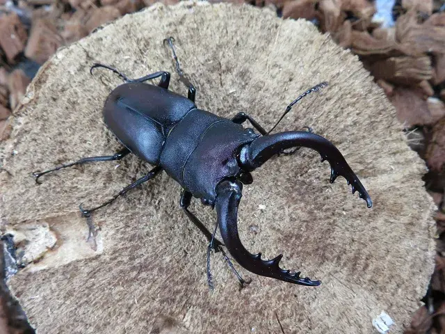 天然ノコギリクワガタ（熊本県産）66ミリ