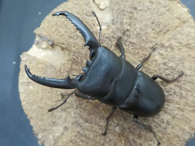 ゴトウヒラタクワガタ（中通島）69ミリ