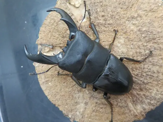 サキシマヒラタクワガタ74ミリ