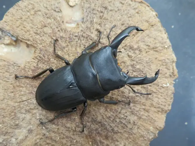 スジブトヒラタクワガタ（徳之島）59ミリ