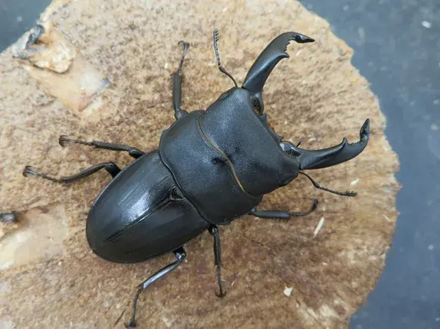 スジブトヒラタクワガタ（徳之島）61ミリ