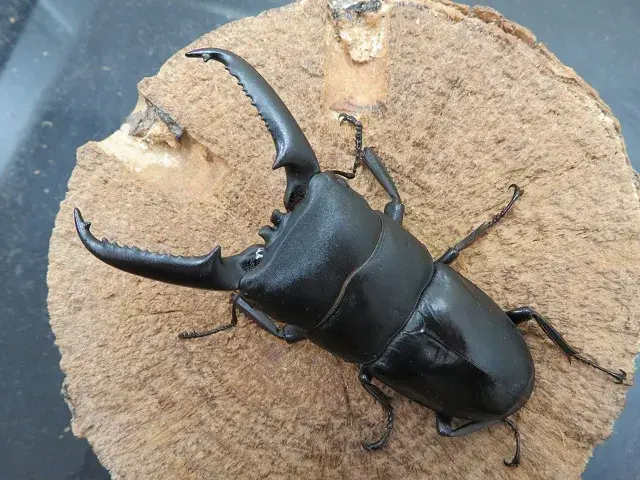 対馬クワガタセット 楽天市場】対馬ヒラタクワガタの通販