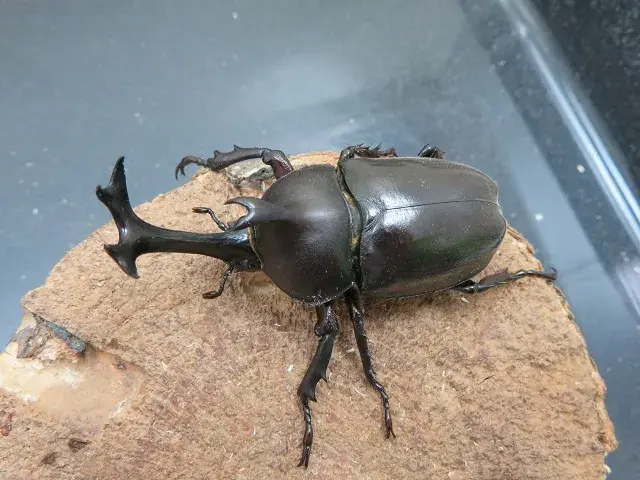 天然カブトムシ（福岡県福津市）65ミリ