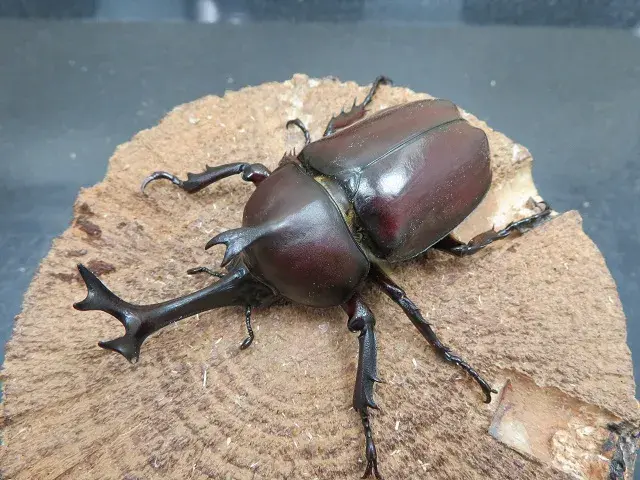 天然カブトムシ（福岡県福津市）70ミリ