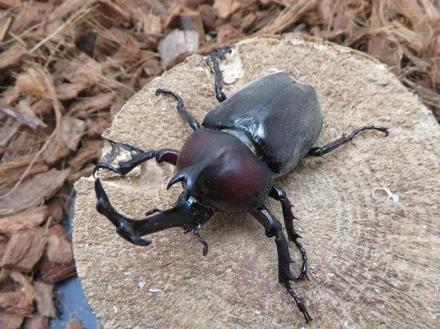 天然カブトムシ（福岡県福津市）73ミリ