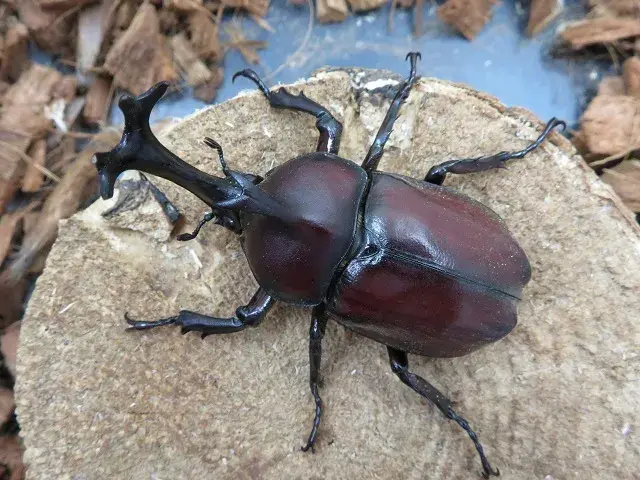 天然カブトムシ（福岡県福津市）68ミリ