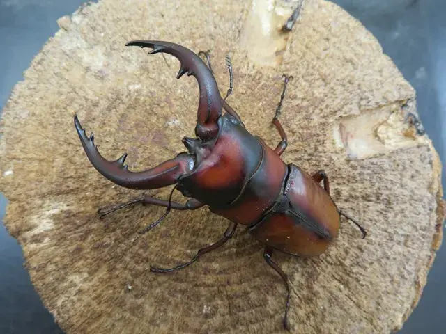 トカラノコギリクワガタ（悪石島）64ミリ