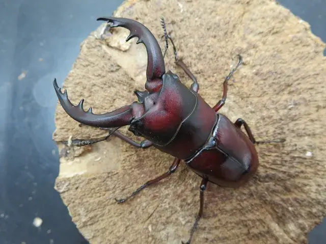 トクノシマノコギリクワガタ69ミリ(赤)