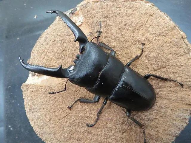 ツシマヒラタクワガタ75ミリペア販売/クワガタ工房 虫吉