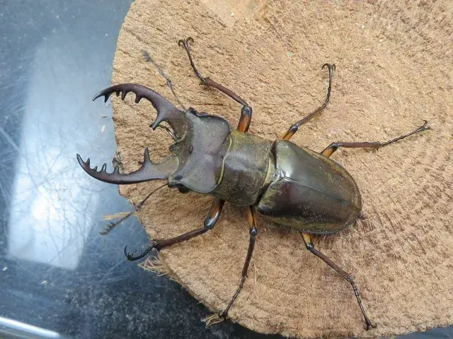 天然ミヤマクワガタ（福岡県福津市）58ミリ