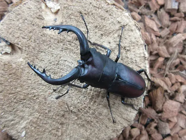 天然壱岐産ノコギリクワガタ67ミリ