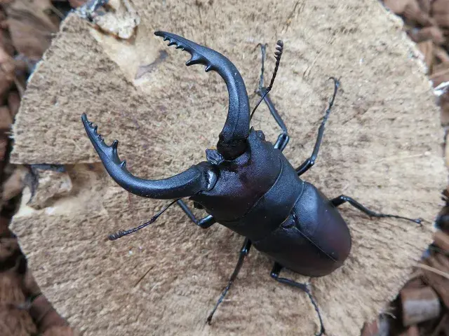 天然壱岐産ノコギリクワガタ68ミリ