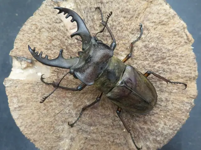 天然ミヤマクワガタ（福岡県福津市）68ミリ