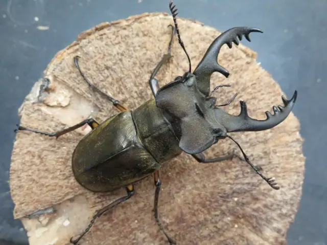 天然ミヤマクワガタ（宮崎県日南市産）73ミリペア販売/クワガタ工房 虫吉
