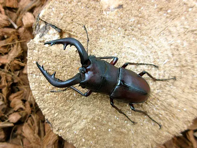 天然ヤクシマノコギリクワガタ60ミリ