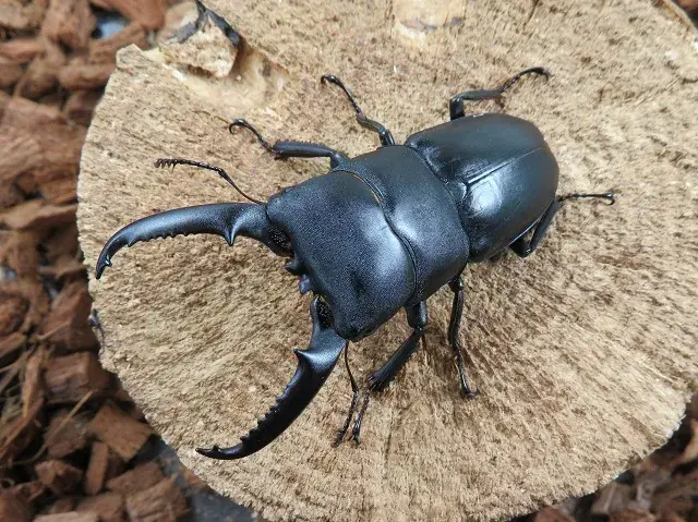 ゴトウヒラタクワガタ（小値賀島）69ミリ