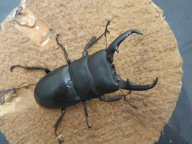 本土ヒラタクワガタ（宮崎県産）60ミリ