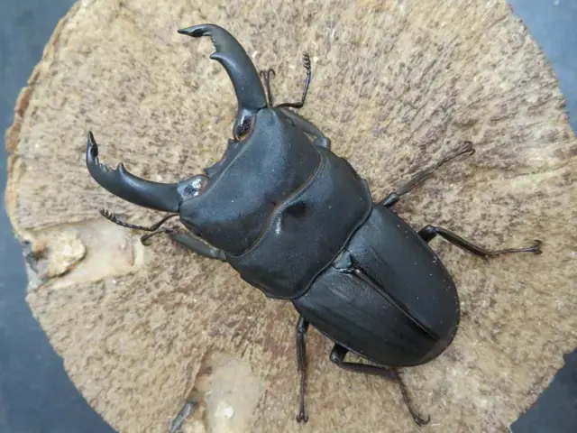 スジブトヒラタクワガタスリーブ　専用 スジブトヒラタ飼育記2021~ : クワガタ備忘録