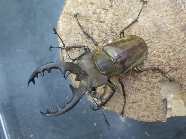 天然ミヤマクワガタ（福岡県英彦山）64ミリ