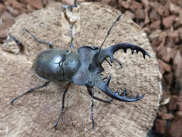 天然ミヤマクワガタ（熊本県産）64ミリ