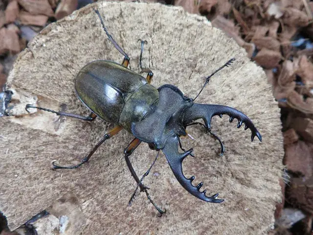 天然ミヤマクワガタ（熊本県産）65ミリ