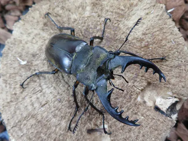 天然ミヤマクワガタ（熊本県産）67ミリ