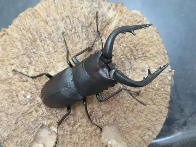 天然ノコギリクワガタ（宮崎県産）69ミリ