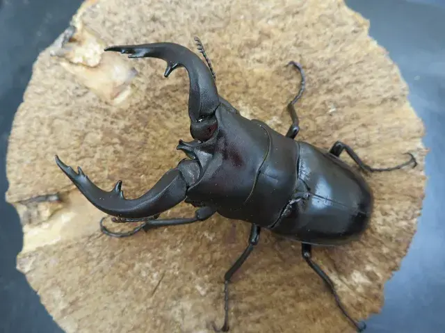 アマミノコギリクワガタ74ミリ