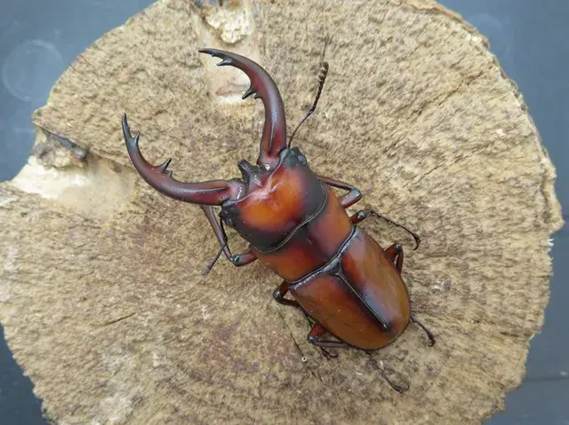 トカラノコギリクワガタ（悪石島）62ミリ