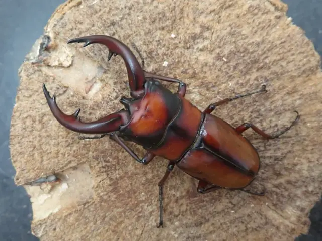 トカラノコギリクワガタ（悪石島）68ミリ