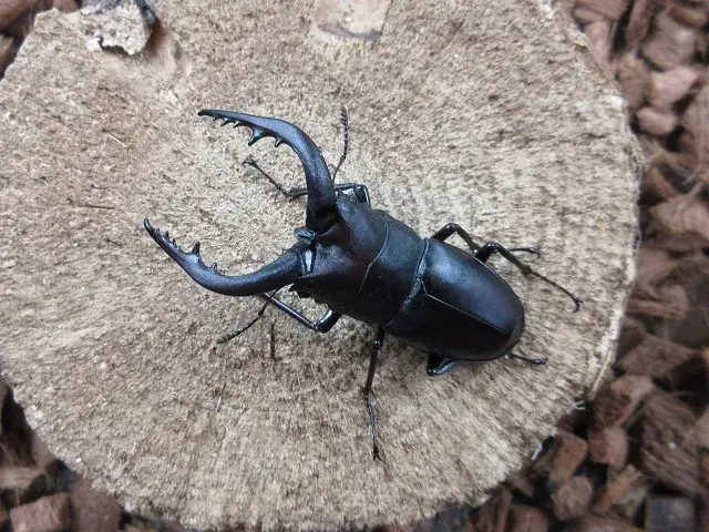 対馬産ノコギリクワガタ58ミリ