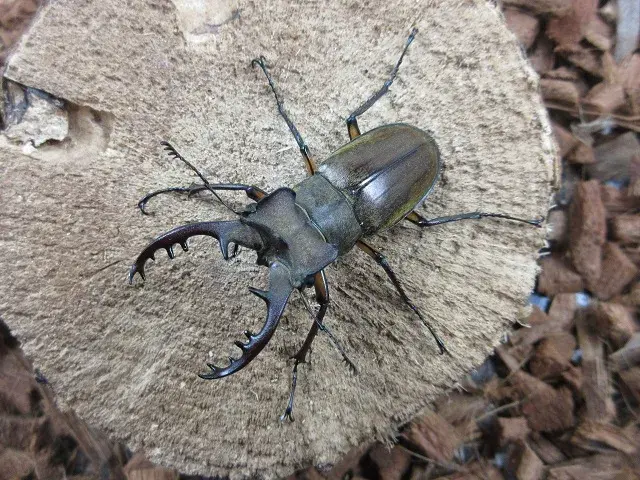 天然ミヤマクワガタ（福岡県英彦山）55ミリ