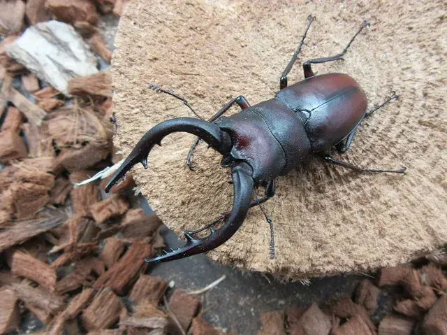 天然壱岐産ノコギリクワガタ66ミリ