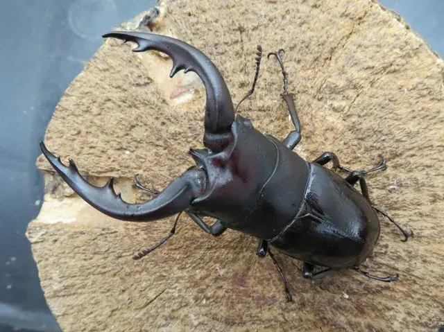 アマミノコギリクワガタ70ミリ