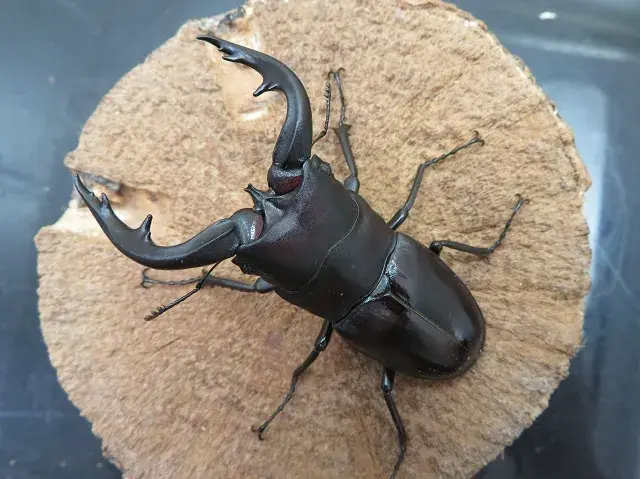 アマミノコギリクワガタ73ミリ