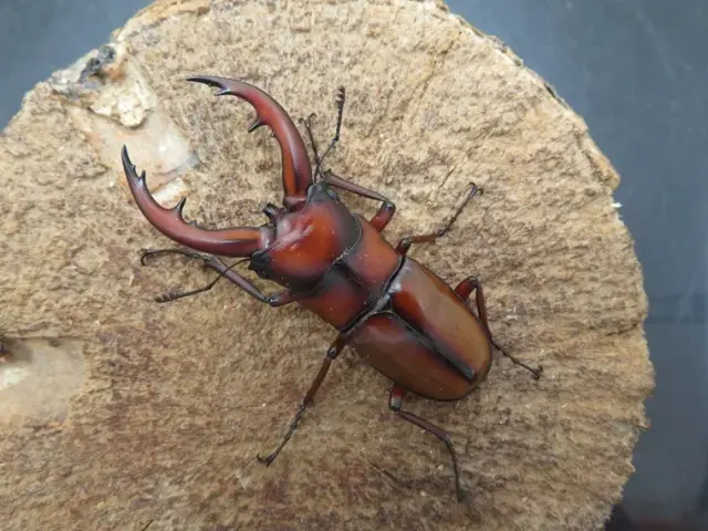トカラノコギリクワガタ（悪石島）55ミリ