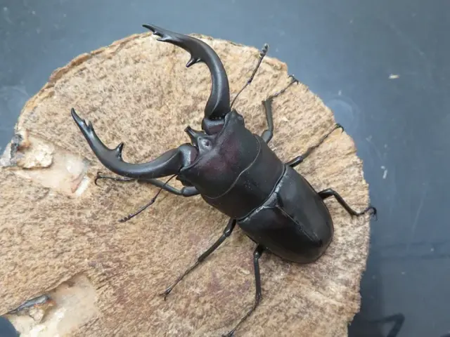 天然アマミノコギリクワガタ74ミリ