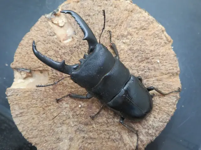 天然イキヒラタクワガタ72ミリ