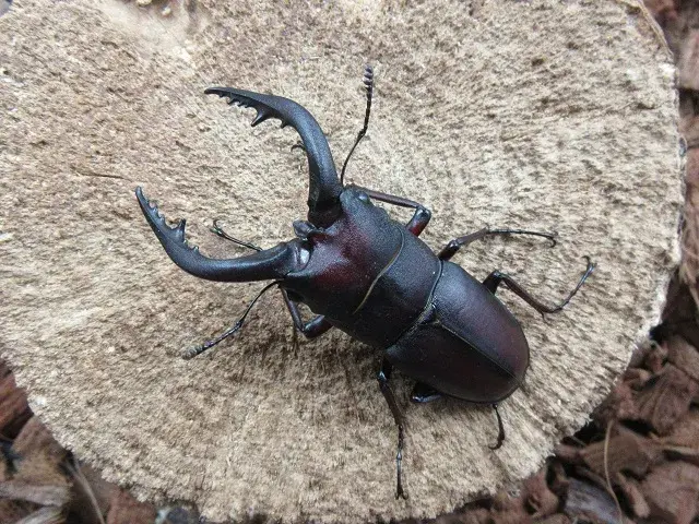 天然壱岐産ノコギリクワガタ60ミリ