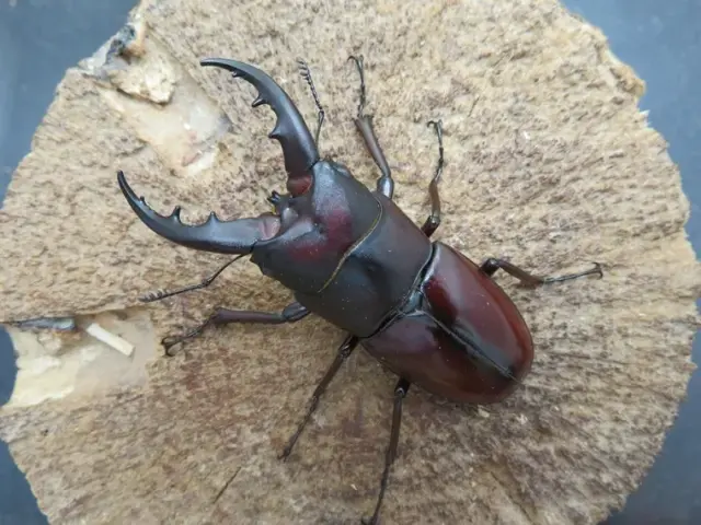 イヘヤノコギリクワガタ59ミリ