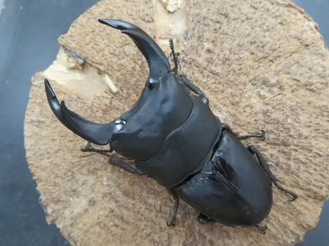 国産オオクワガタ（福岡県城島）74ミリ