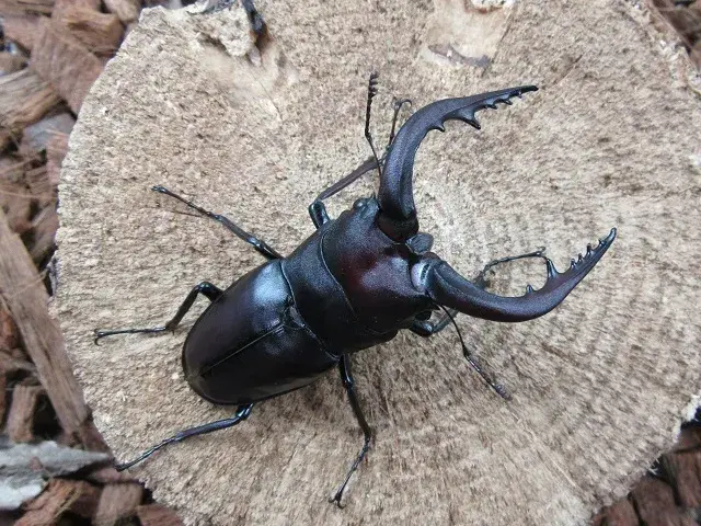 くわがた虫　金属模型　古物 楽天市場】【DDA】フォルスターフタマタ 原名亜種 成虫 ♂55