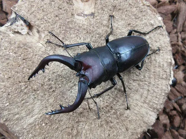 壱岐産ノコギリクワガタ68ミリ