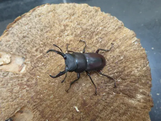 天然ヤクシマコクワガタ35ミリ