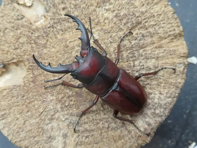 イヘヤノコギリクワガタ55ミリ