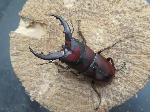 イヘヤノコギリクワガタの販売/クワガタ工房 虫吉